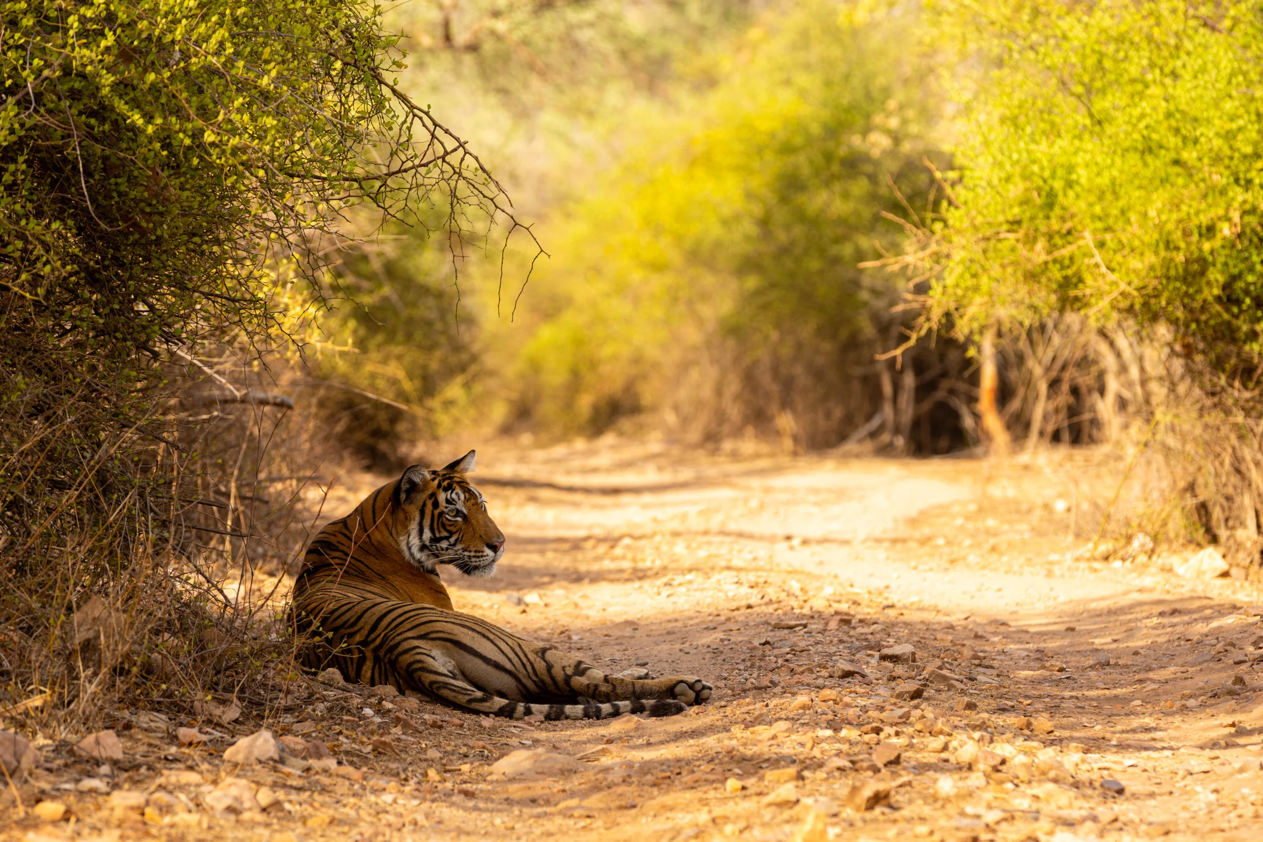 tadoba-safari-BlogCover (1)
