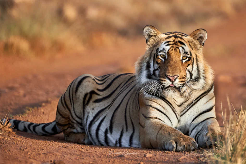 tiger-matkasur-tadoba-tkp