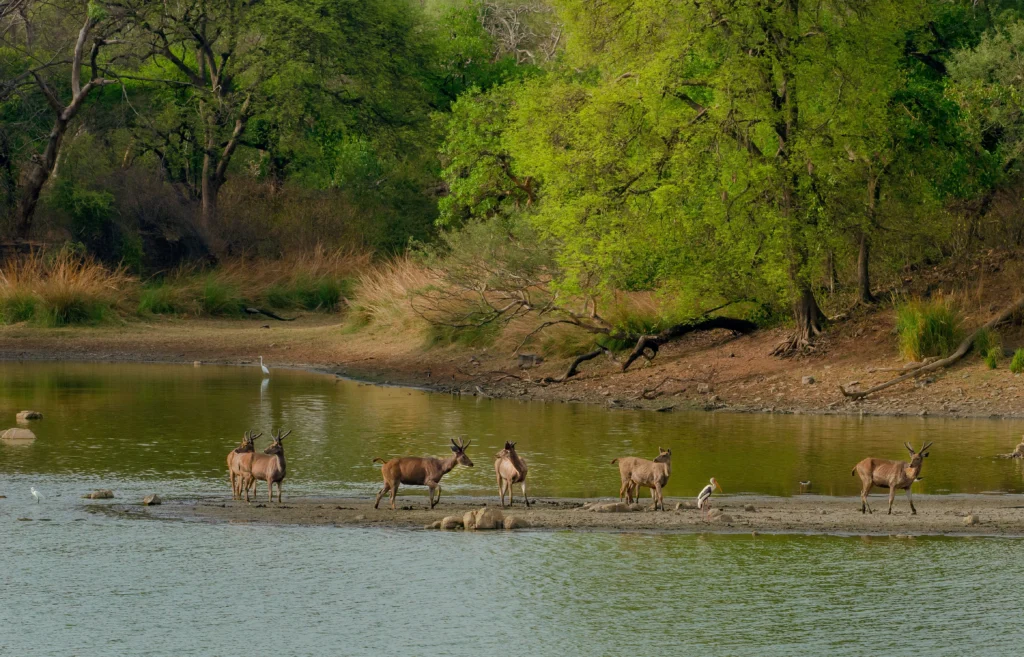 Spotting The Stripes At Tadoba