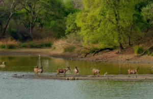 Spotting The Stripes At Tadoba